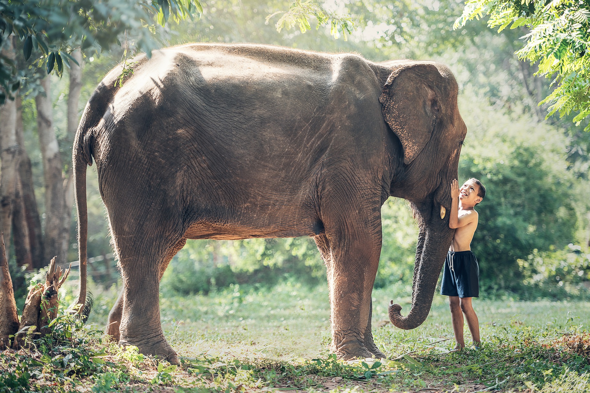 éléphant avec enfant